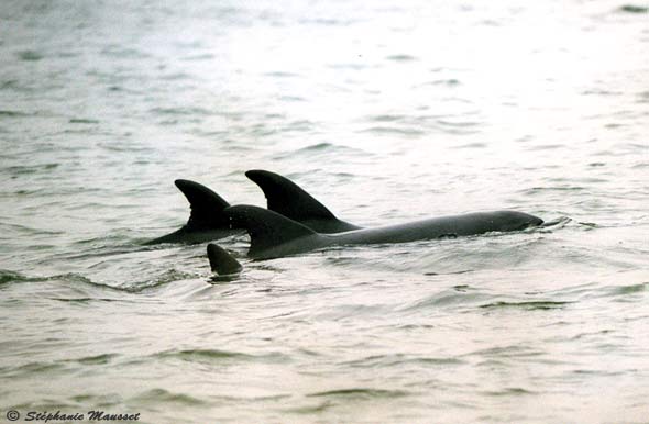 dolphins surfacing near our boat