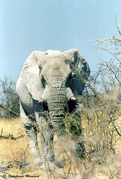 threatening elephant in Namibia