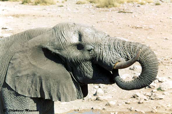 elephant in Etosha landscape