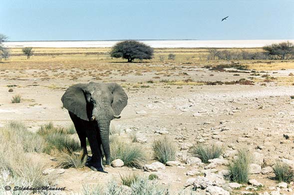 elephant in Etosha landscape