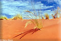 Elim dune, Namib desert