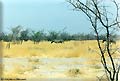 Etosha national park