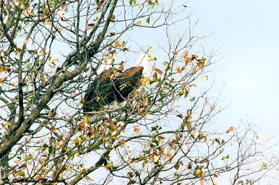 two fish eagles in a tree