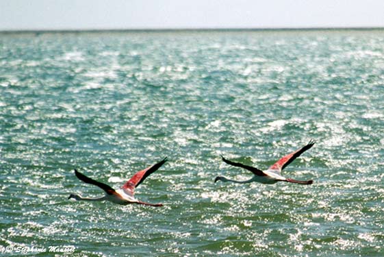 two flamingos flying in the sun