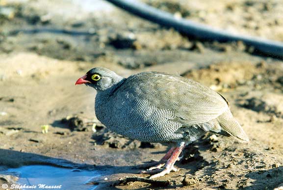 francolin with colourful beak and eyes