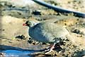 francolin