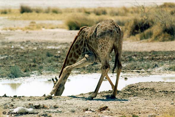 drinking giraffe