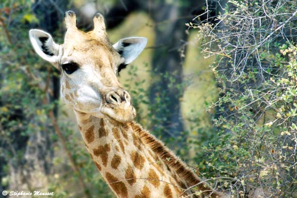 close-up on a giraffe