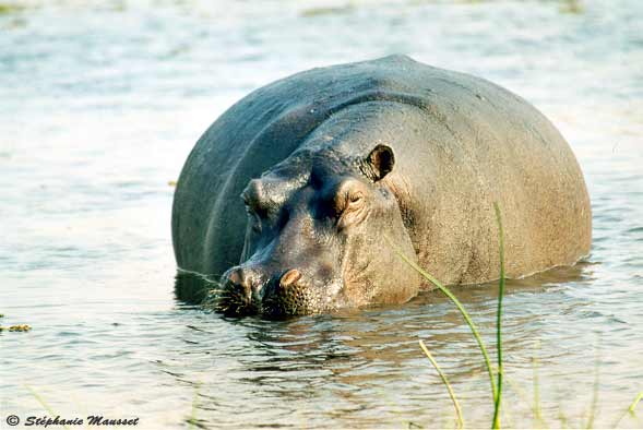 hippopotamus with a missing ear