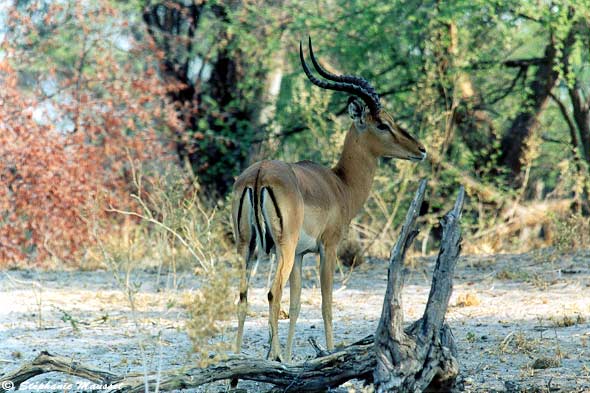 Impala antelope