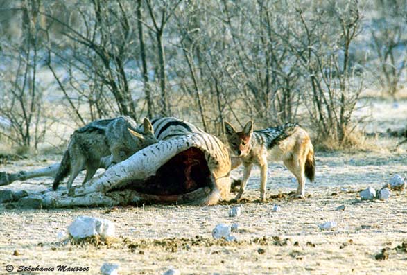 jackals eating a dead zebra