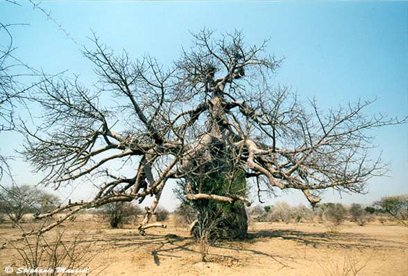 Huge baobab in Kalahari desert