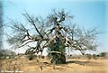 Kalahari Baobab