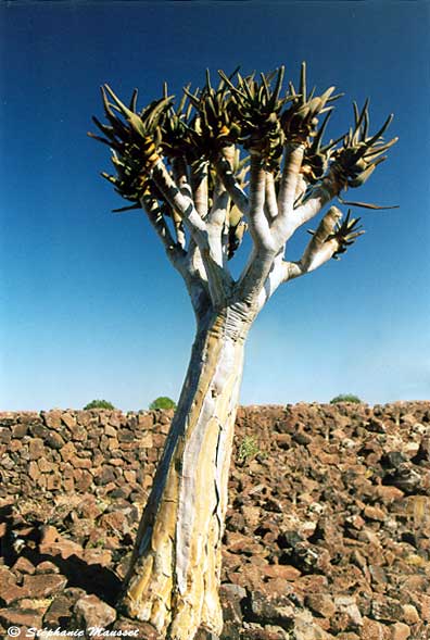 Kokerboom tree in Namibia
