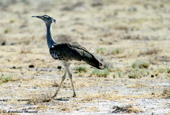 kori bustard