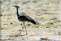 Kori bustard