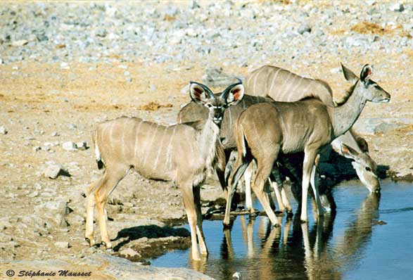 kudu females