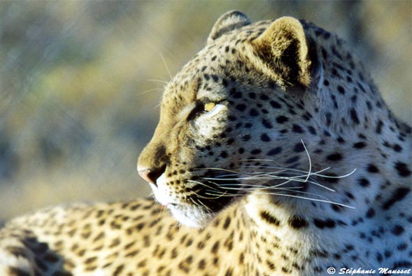 leopard close-up