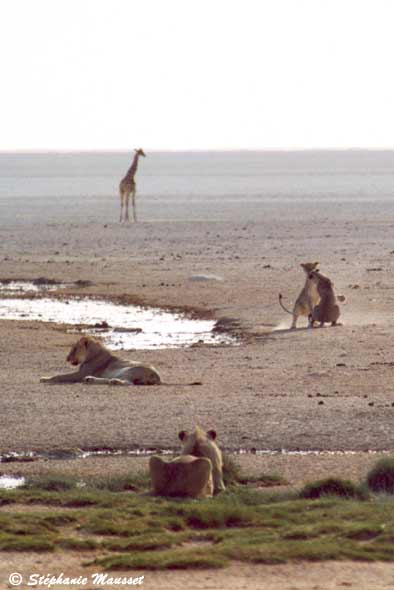 lions in the Etosha pan