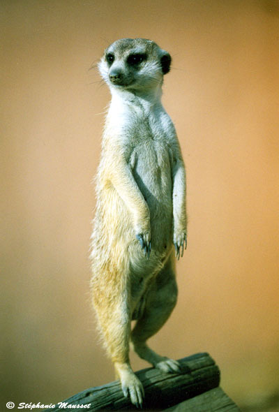 meerkat standing on a branch