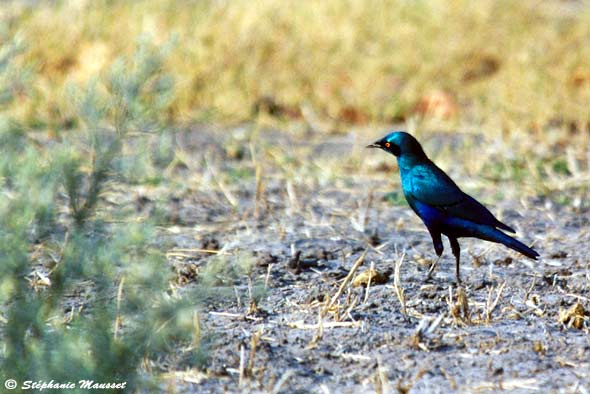 blue-eared starling