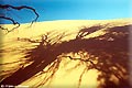 Sand dune and tree shadow