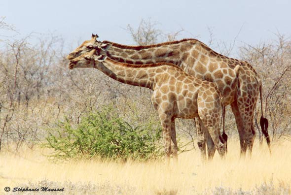giraffe and its cub in Moremi reserve