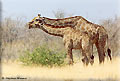 Giraffe and cub