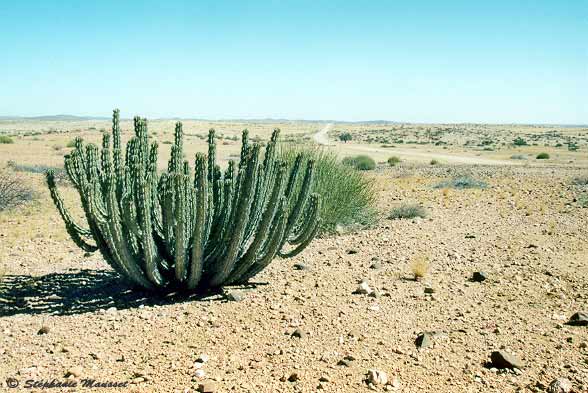 Damaraland cactus and trail