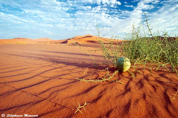 Nara growing on sand in Namib desert