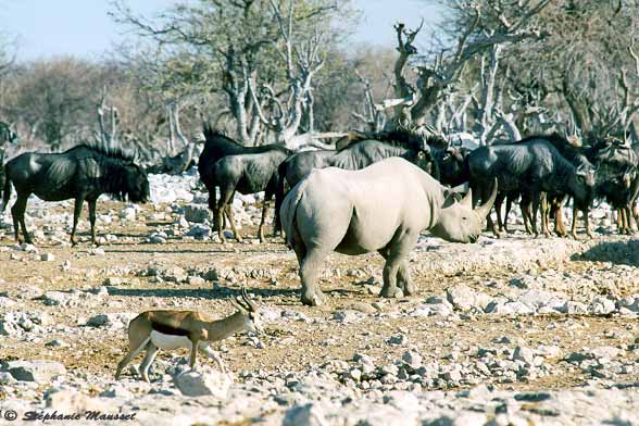 wildlife at the water hole