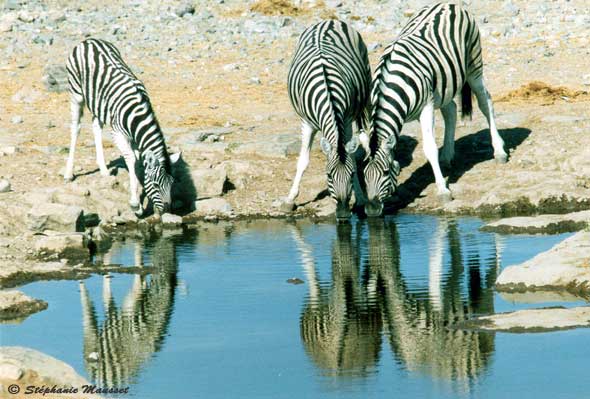 zebras reflecting in the water