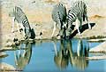 Zebras reflections