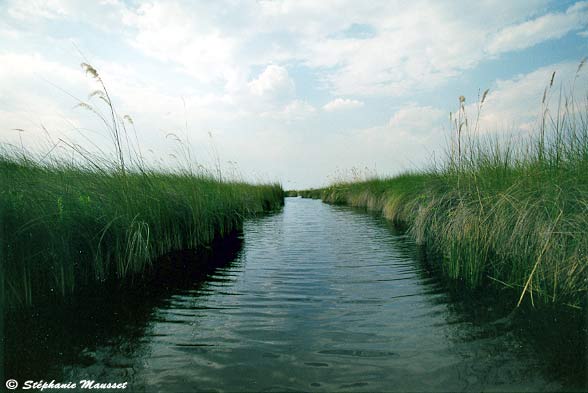 Okavango arm and vegetation