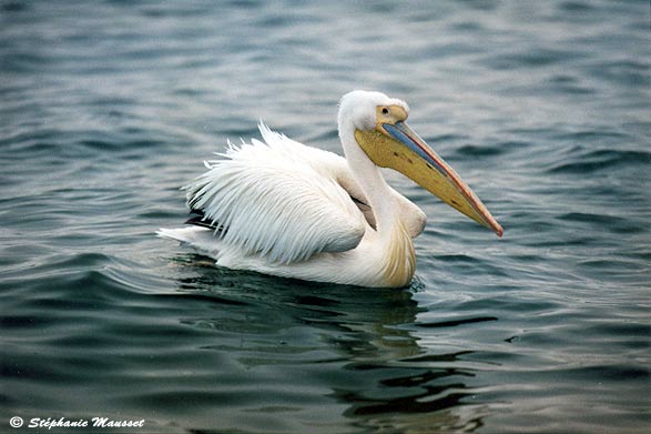pelican on the ocean