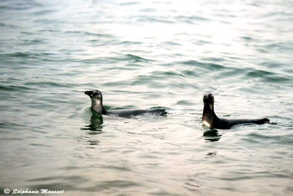 two penguins floating on the sea