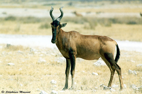Red hartebeest antelope