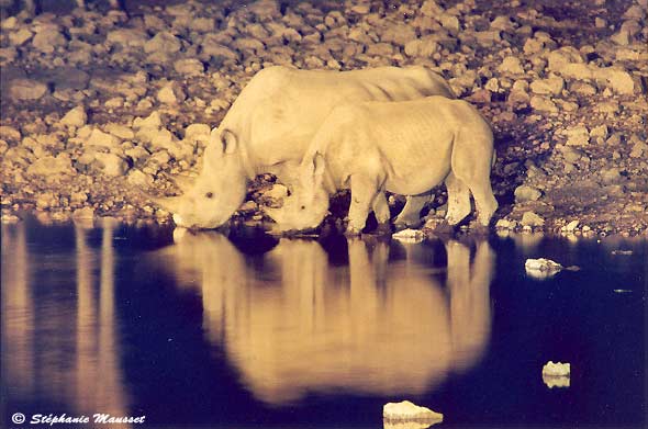 rhino and cub at the water hole