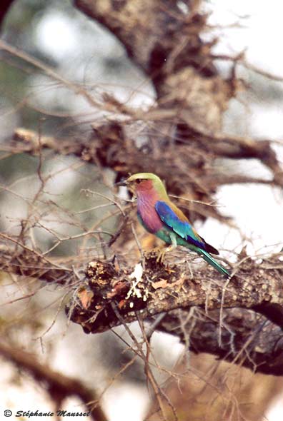 the roller bird on a branch