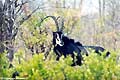 Sable antelope