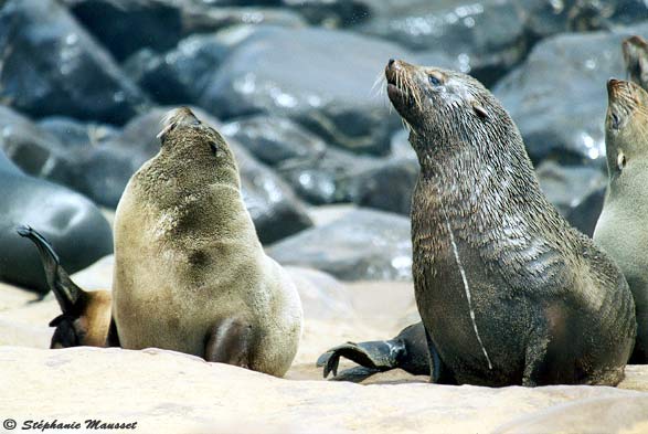 Sealions male and female at Cape cross Namibia