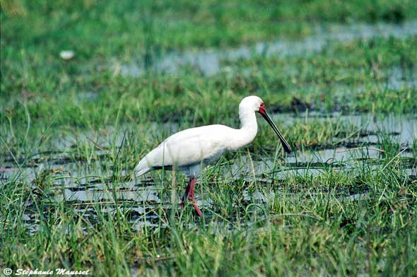 spoonbill in a swamp
