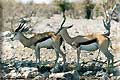 springbok