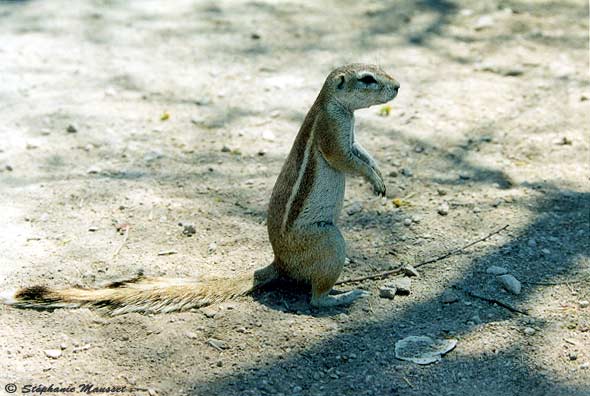 squirrel on the ground