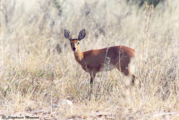 Steenbok in Kalahari desert