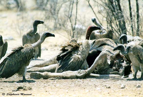 vultures feasting on a dead zebra