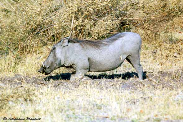 warthog on its knees to feed
