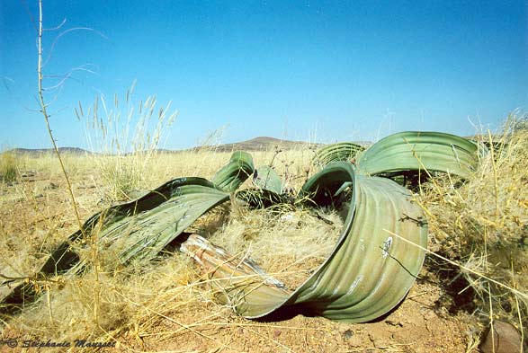 Welwitschia Mirabilis in the desert