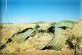 Welwitschia mirabilis