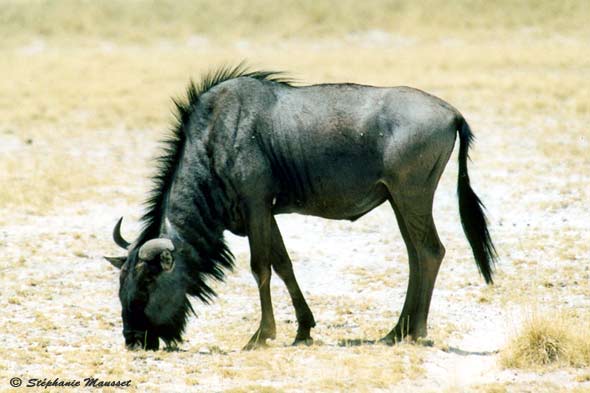 Grazing wildebeest